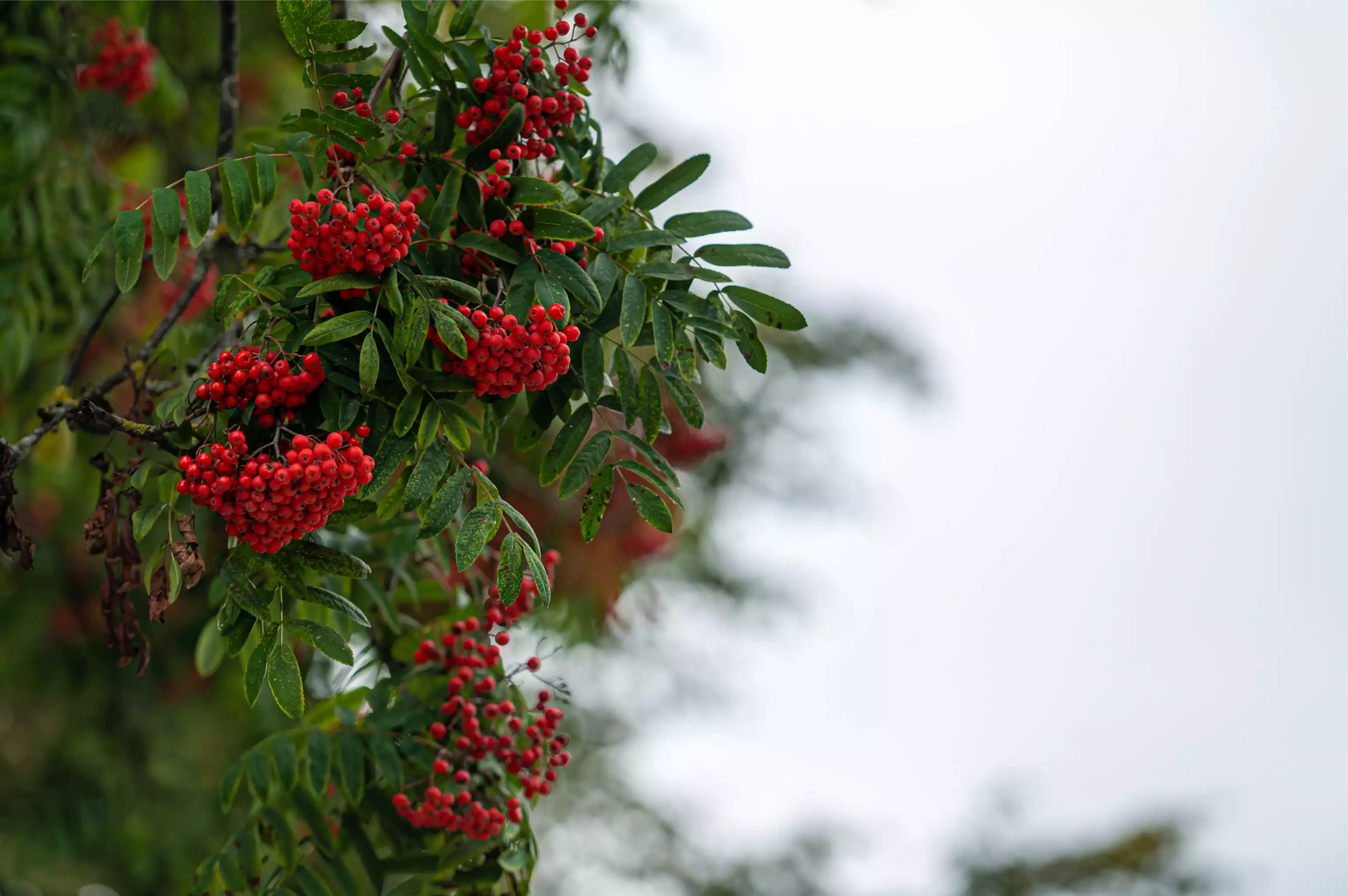 Natural Preservation Solutions